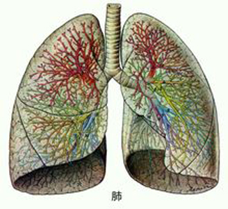 肺氣不足易氣短，人到中年要補肺