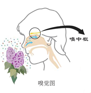 嗅覺不好，學學健鼻功