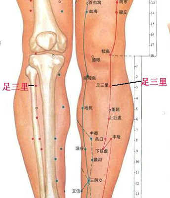 足三里穴，增強(qiáng)脾胃功能好助手