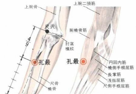 孔最穴→治咳嗽、氣喘