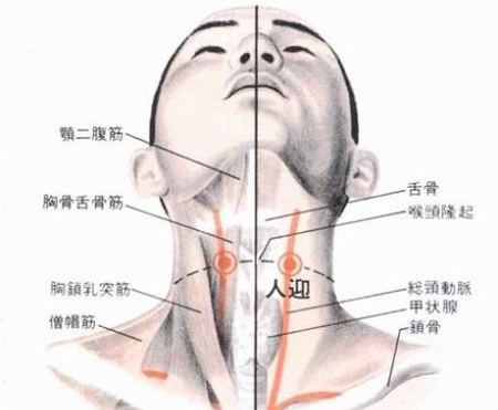 人迎穴→利咽散結
