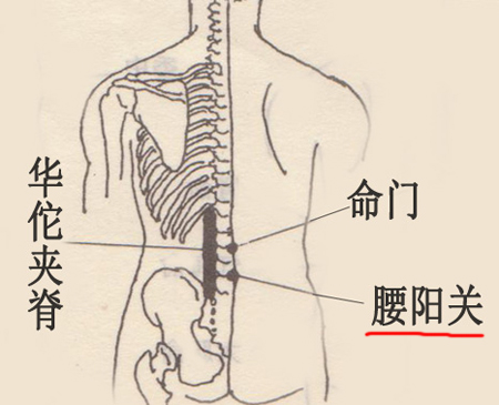 腰陽關(guān)穴→祛寒除濕