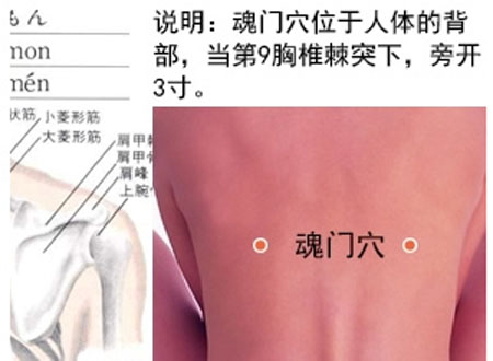 魂門穴→治胸脅痛、嘔吐