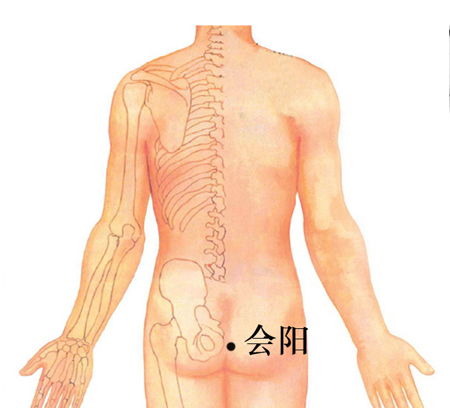 會(huì)陽(yáng)穴→治泄瀉、便血