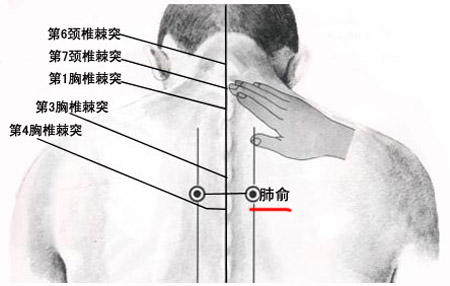 肺俞穴→治咳嗽、氣喘