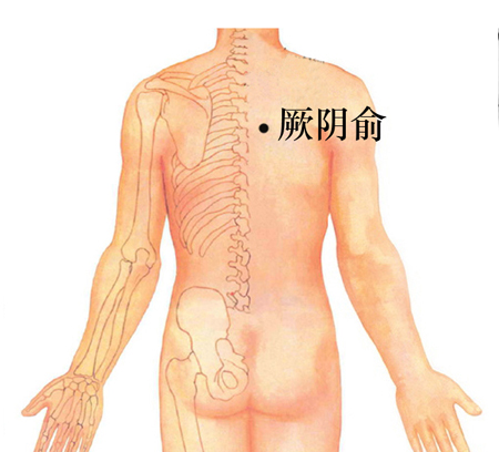 厥陰俞穴→治咳嗽、心痛