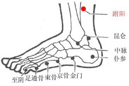 跗陽穴→治頭痛、腰骶痛
