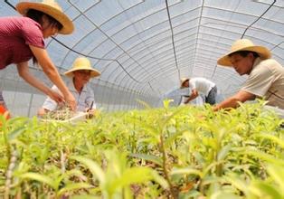 中草藥質量監(jiān)管，從規(guī)范中藥材種植采集開始