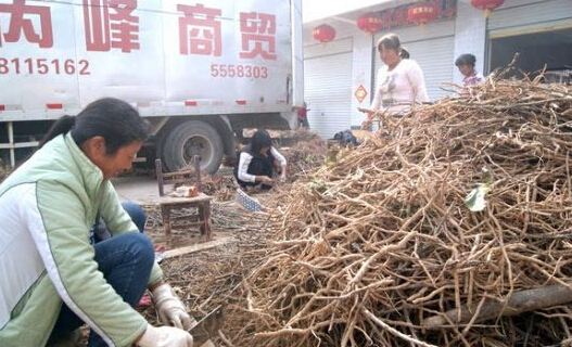 譙城區(qū)魏崗鎮(zhèn)種植地產(chǎn)中藥材熱情高
