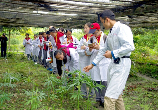 成都市泡桐樹中學(xué)82名中學(xué)生進入藥用植物園尋找指定中草藥