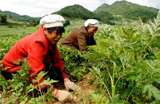 中藥材種植：都有哪些中藥材除草劑？