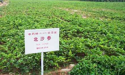中藥材種植助力四川省級扶貧項(xiàng)目