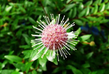 滿山花開正旺盛 石頭縫里種出“金藥材”