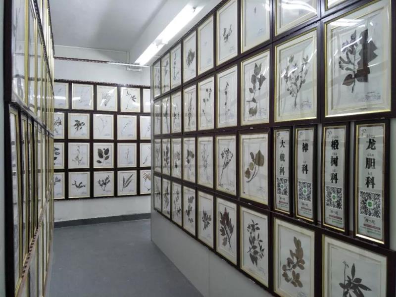 團隊參觀嶺南中醫(yī)藥文化博物館
