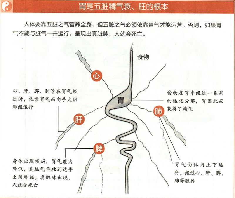 胃有什么重要性？