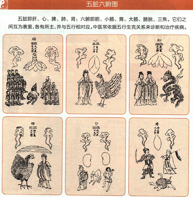 臟腑各有什么功能？