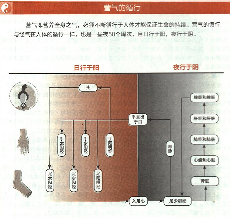 營(yíng)氣在體內(nèi)是如何循環(huán)的？