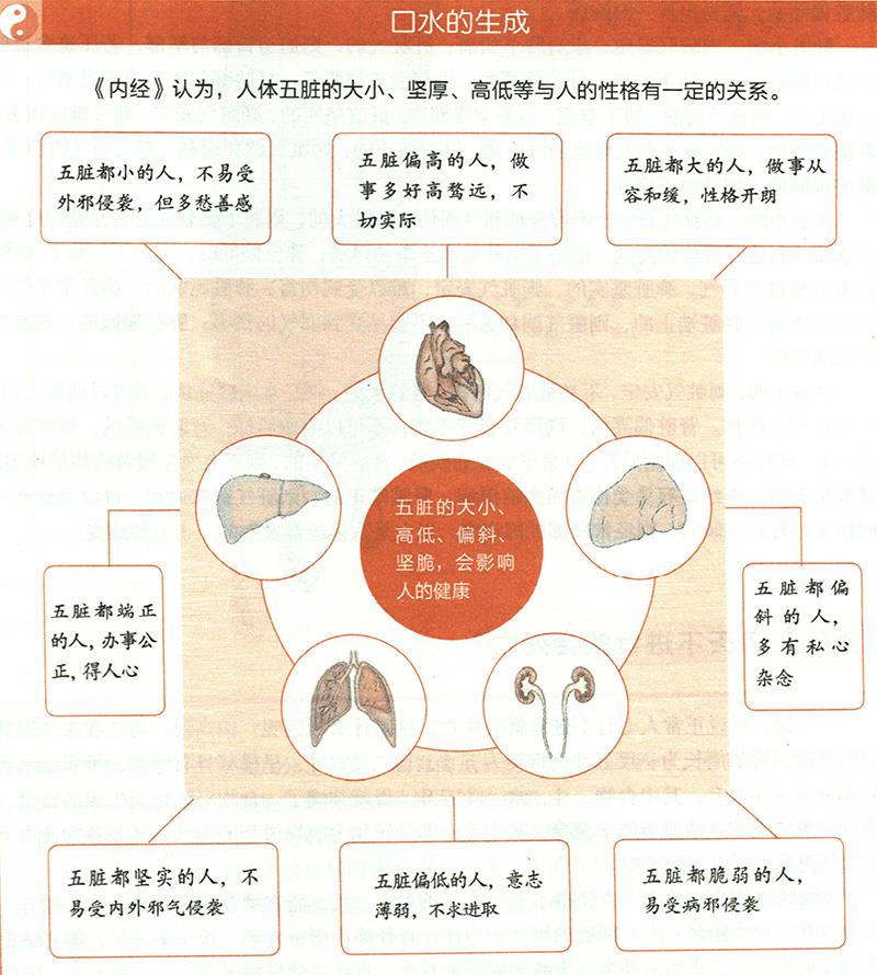 你知道自己臟腑的大小嗎？