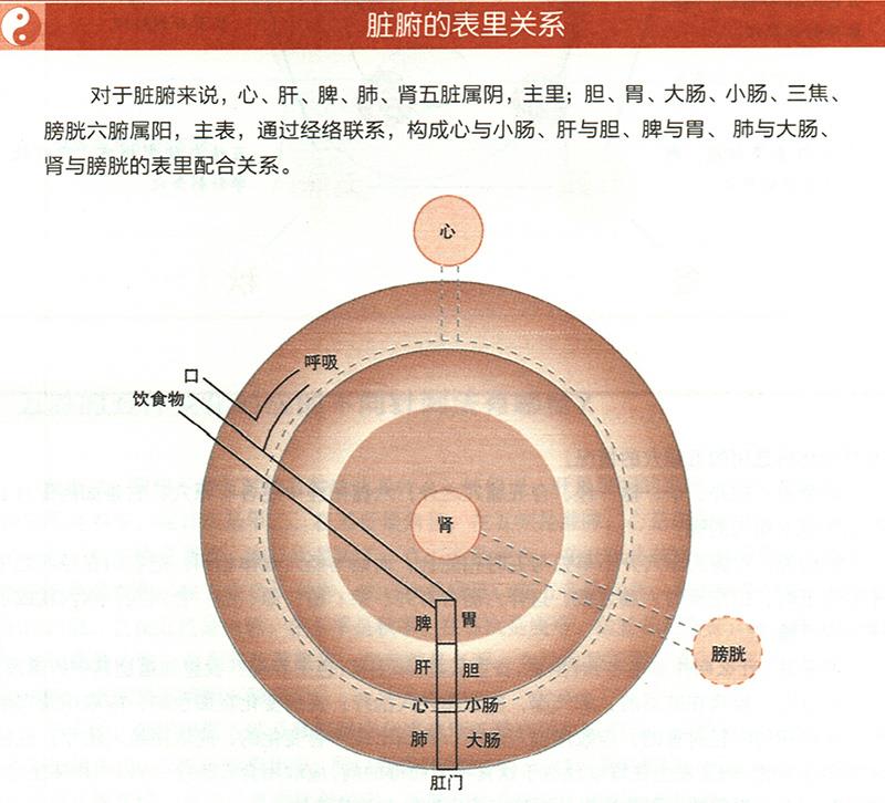 臟腑與各組織之間是什么關(guān)系？
