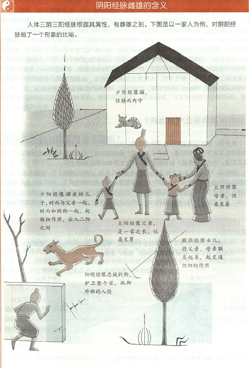三陰三陽(yáng)經(jīng)脈的雌雄是什么？