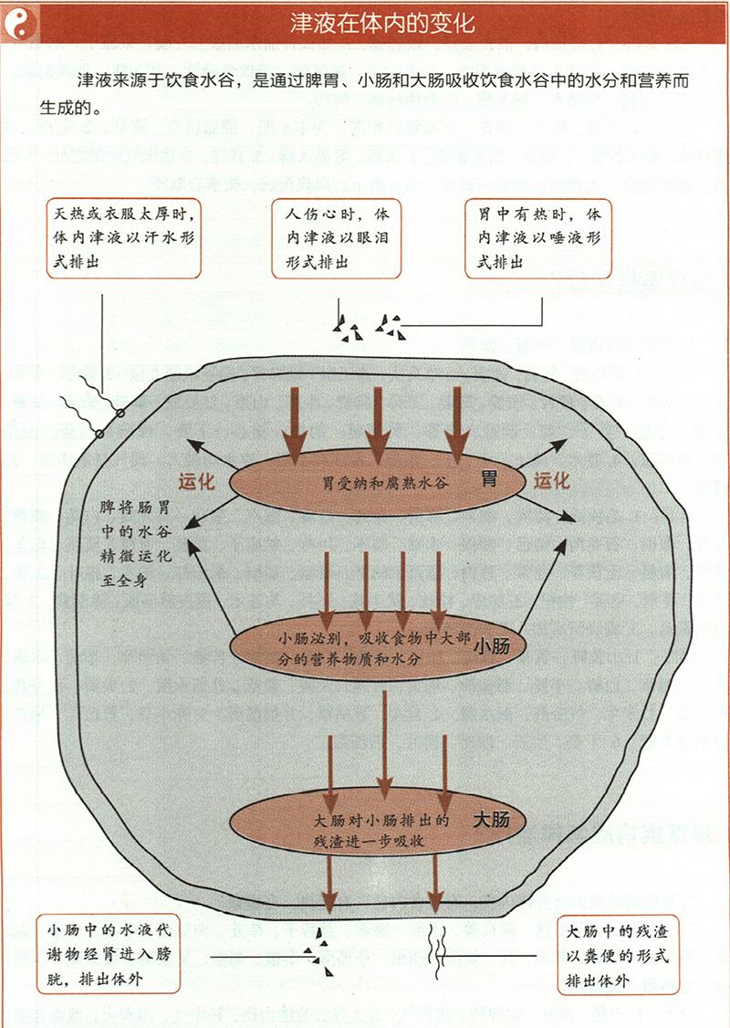痰飲應(yīng)怎樣治療？