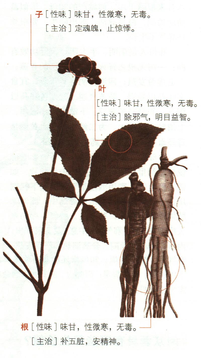 人參具有哪些養(yǎng)生價(jià)值？