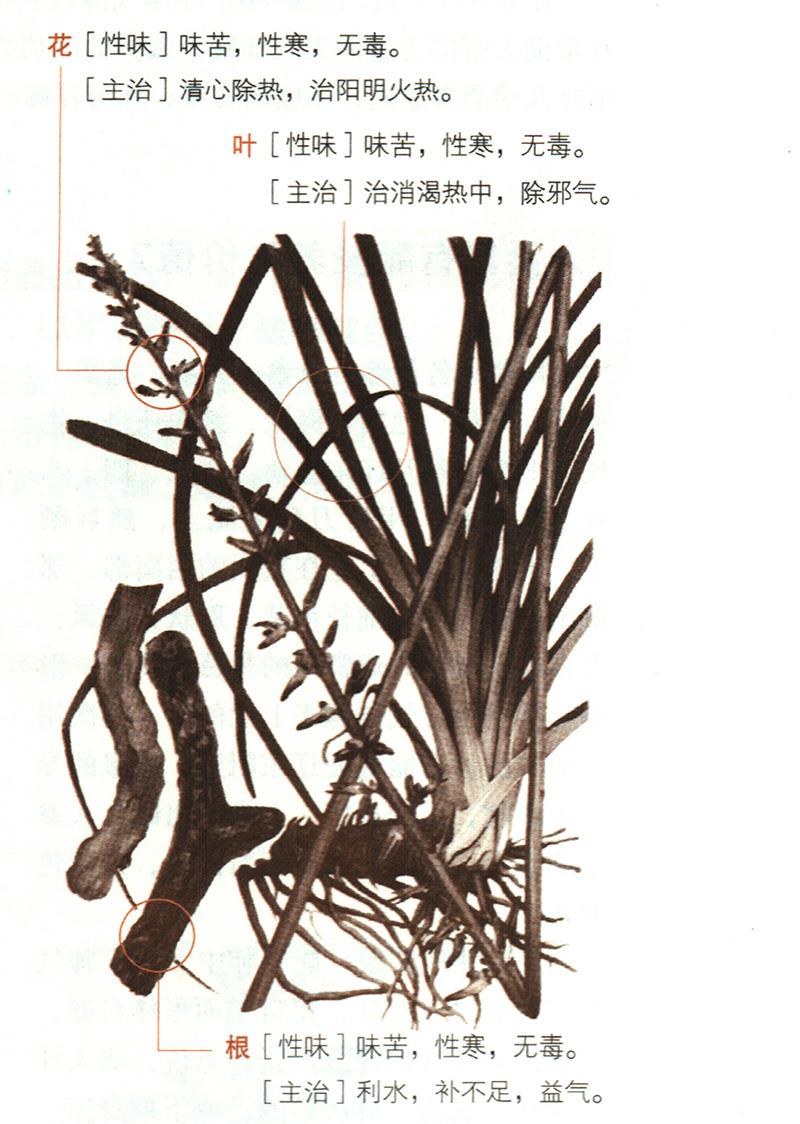 知母具有哪些養(yǎng)生價(jià)值？