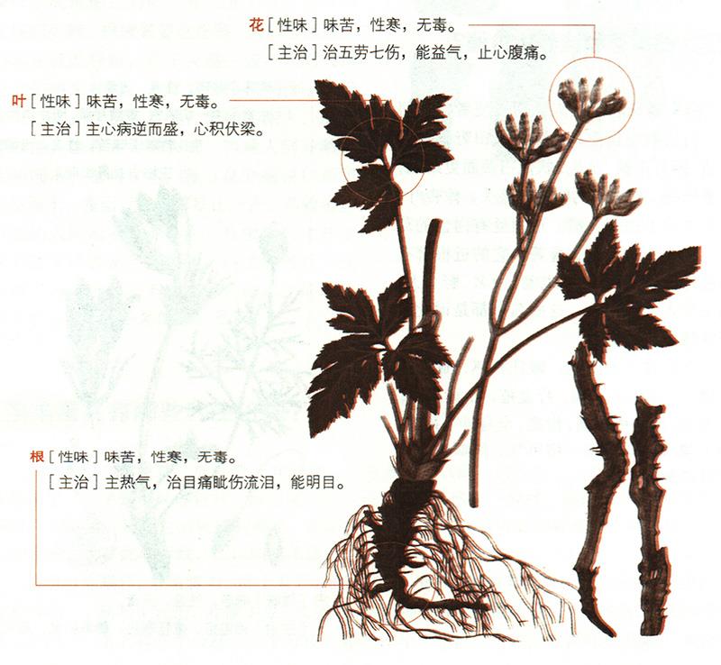 黃連具有哪些養(yǎng)生價值？