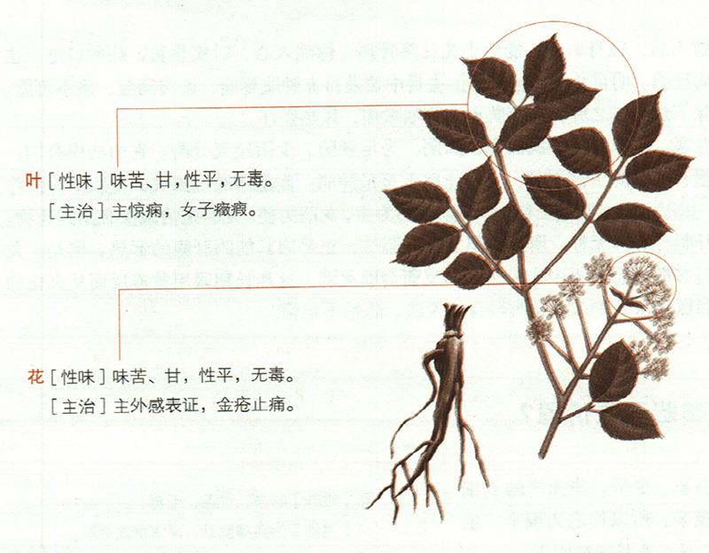 獨(dú)活具有哪些養(yǎng)生價(jià)值？