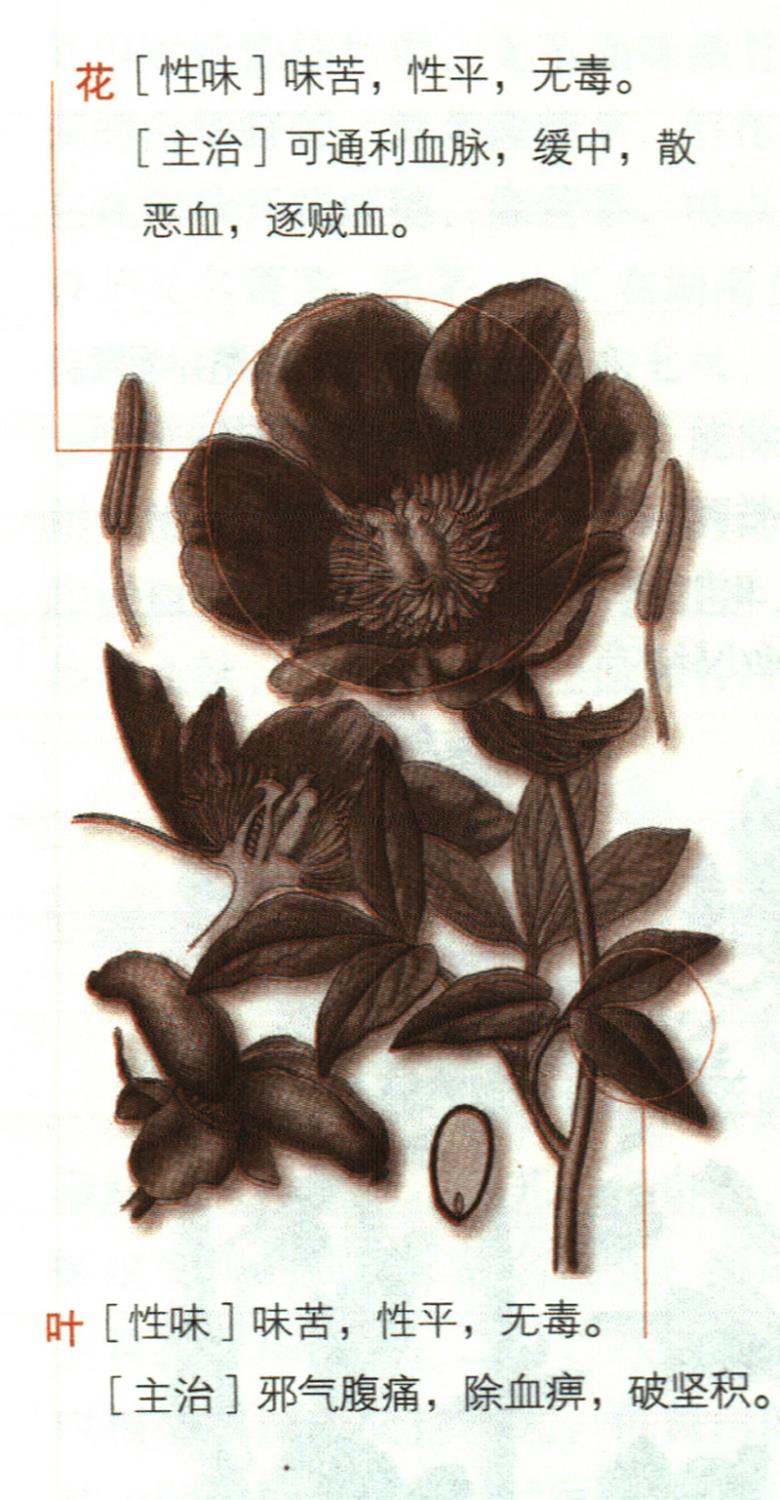 芍藥具有哪些養(yǎng)生價(jià)值？