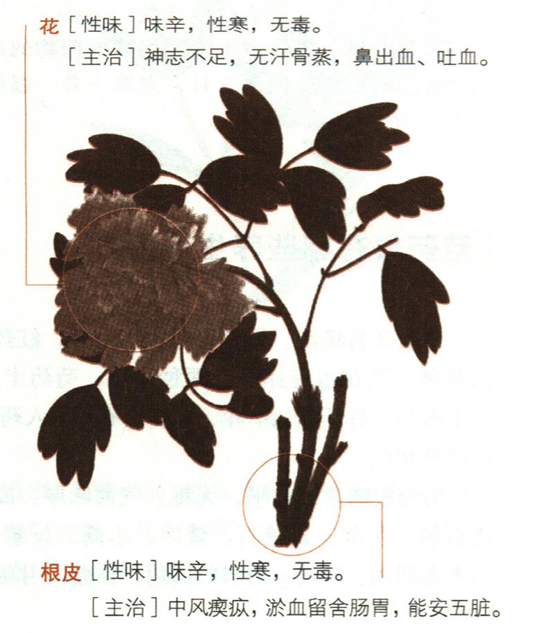 牡丹具有哪些養(yǎng)生價(jià)值？