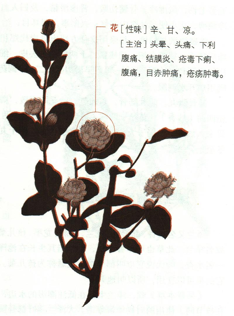 茉莉具有哪些養(yǎng)生價(jià)值？
