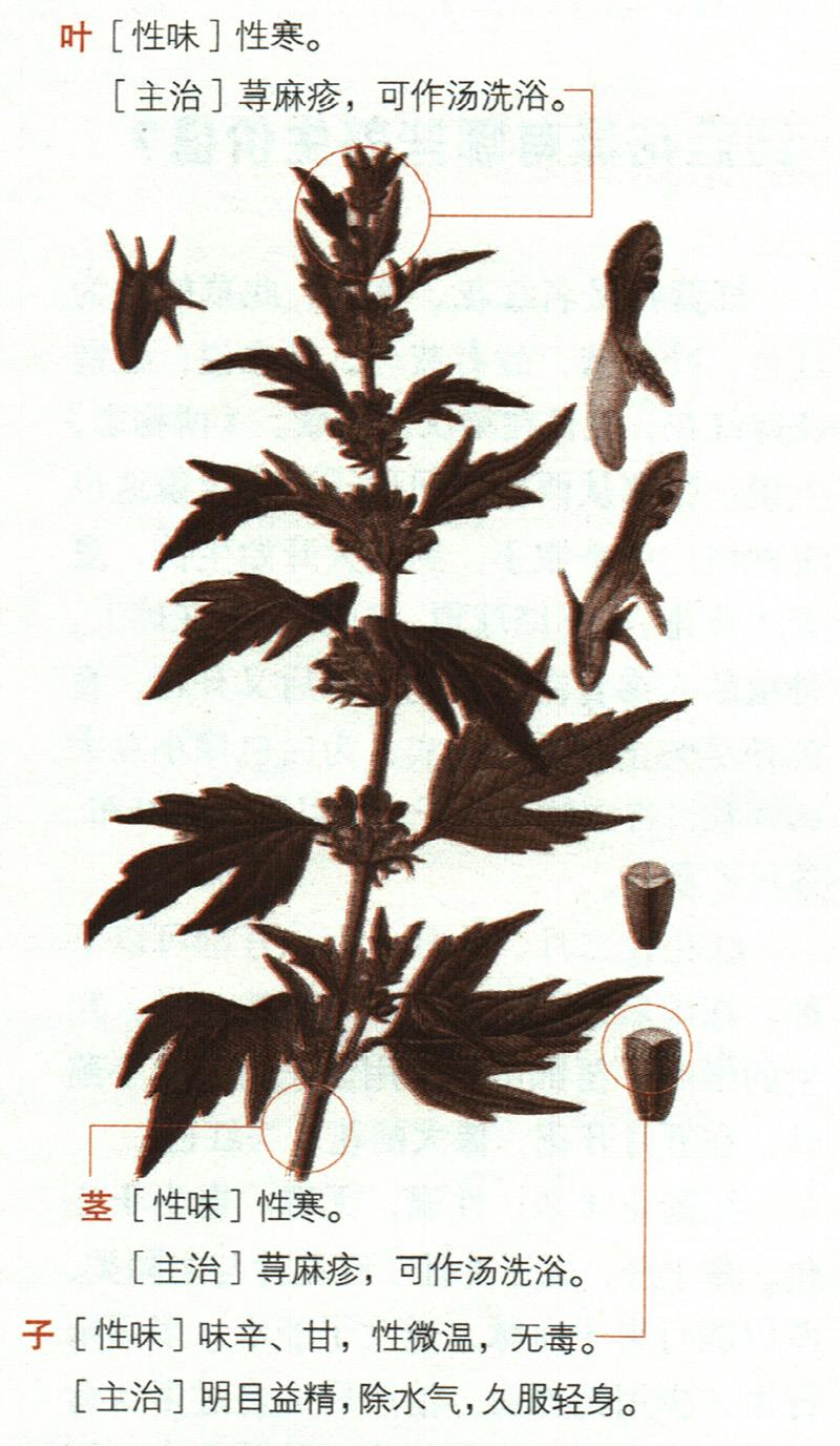茺蔚子具有哪些養(yǎng)生價(jià)值？