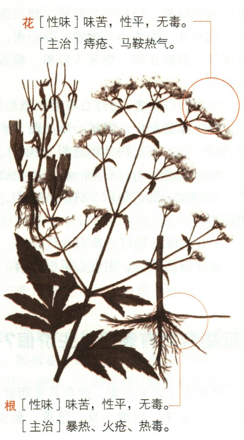 敗醬具有哪些養(yǎng)生價(jià)值？