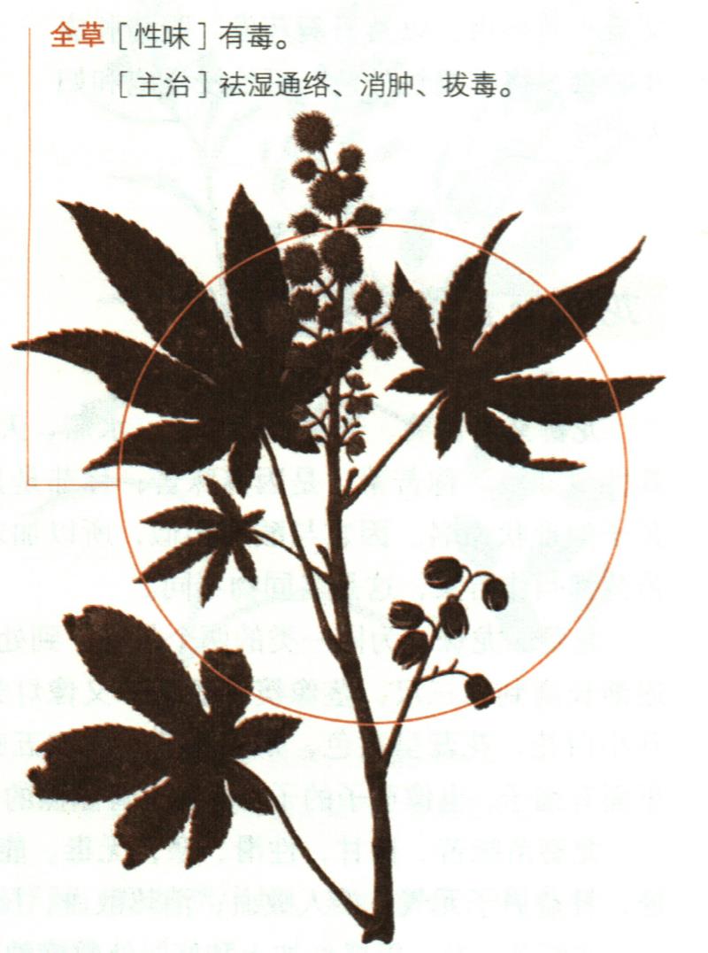 蓖麻具有哪些養(yǎng)生價(jià)值？