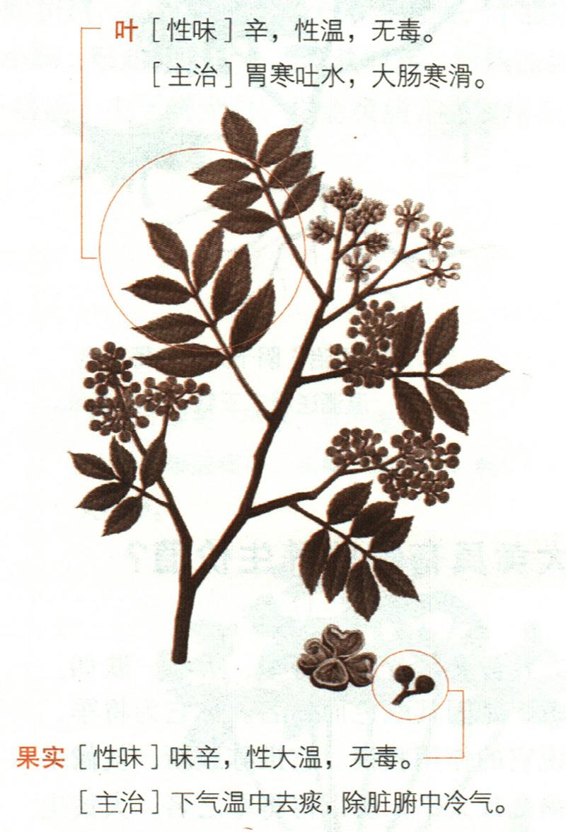秦椒具有哪些養(yǎng)生價(jià)值？