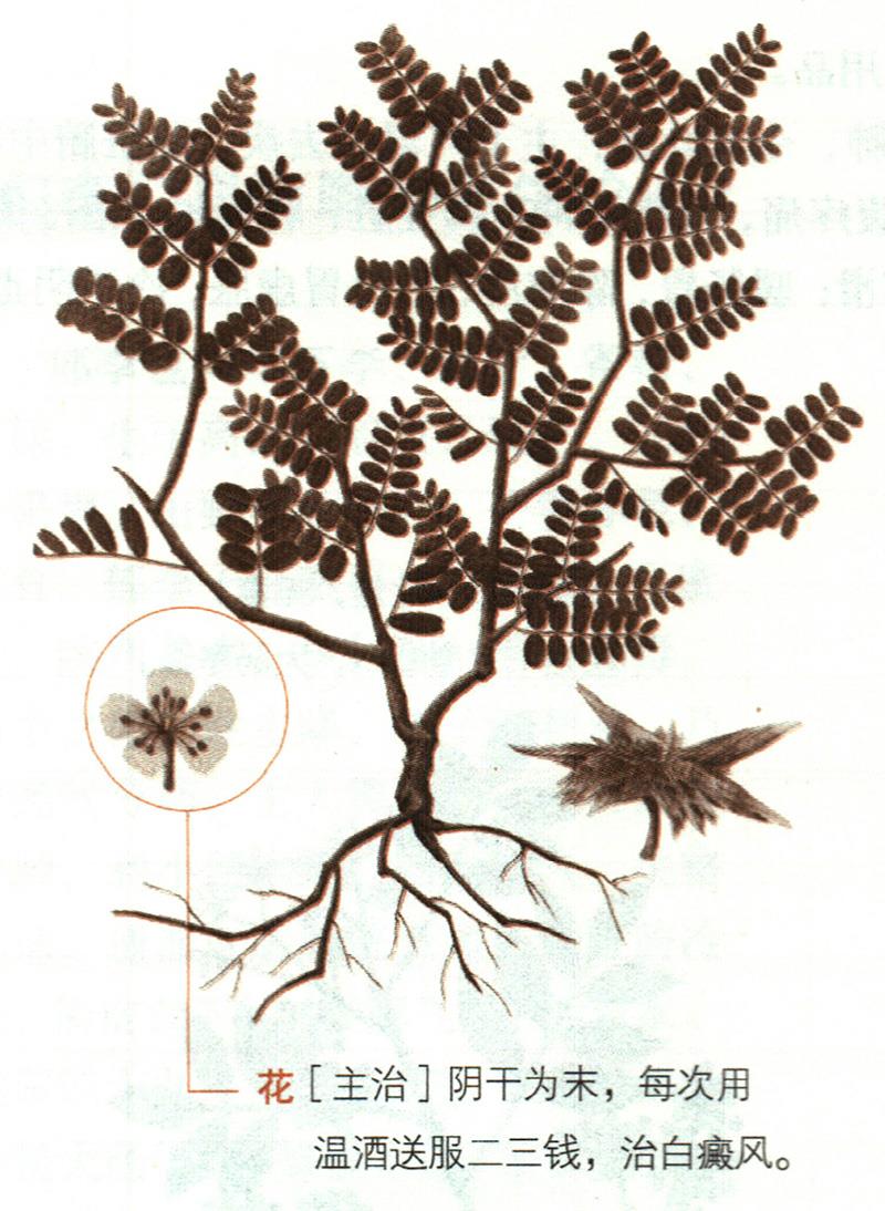 蒺藜具有哪些養(yǎng)生價(jià)值？