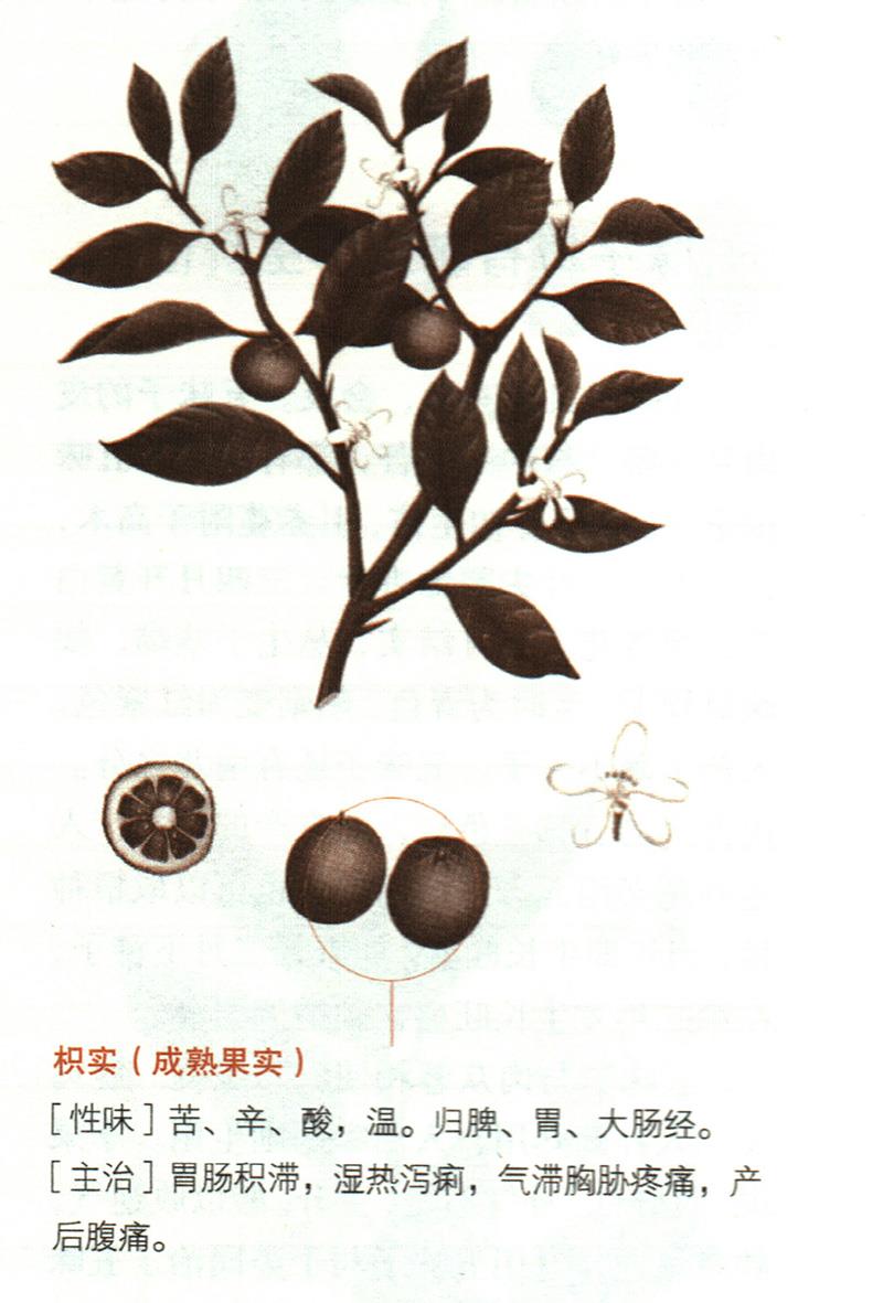 枳具有哪些養(yǎng)生價(jià)值？